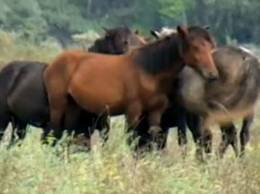Horses from the Delta of Danube are sold for nothing